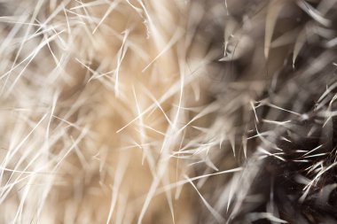 Kuaför kedi arka plan gibi. Makro. Doğadaki parkta.