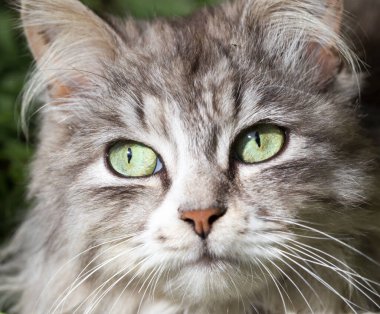 Doğadaki güzel bir kedinin portresi .