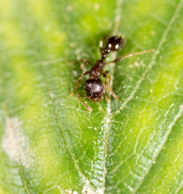 Yeşil yapraklı bir karınca. Makro. Doğadaki parkta.