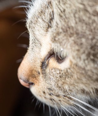 Bir kedinin yüz resmi. Makro. Fotoğraflar stüdyoda.