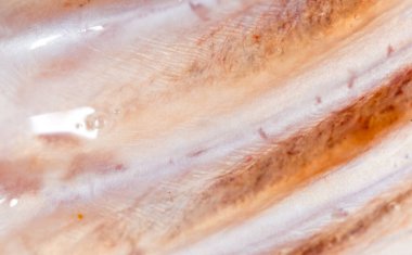 Deri turna balığı. Süper makro. Soyut bir dokunun fotoğrafı