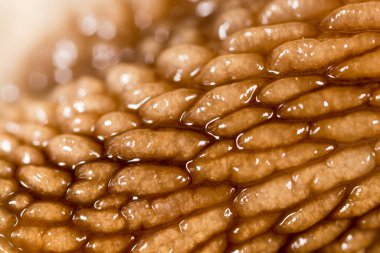 Arka plan olarak deri salyangozu. Süper makro. Soyut bir dokunun fotoğrafı