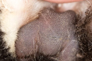 Arka plan olarak kedi patisi. Makro. Doğadaki parkta.