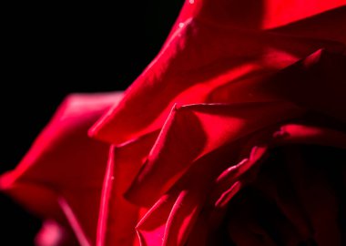 Siyah arkaplanda güzel kırmızı bir gül .