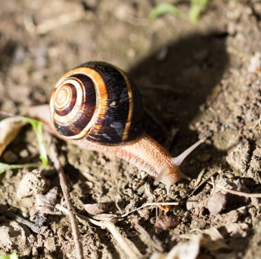 Doğada yerde salyangoz var. Doğadaki parkta.