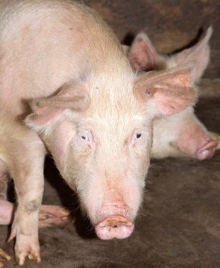 Domuz çiftliğinin portresi. Doğadaki parkta.