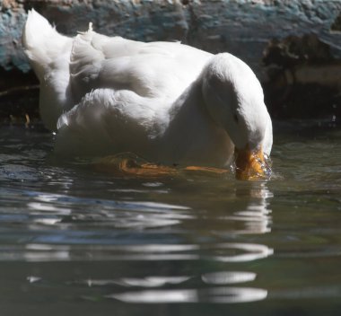 Sudaki beyaz ördek .