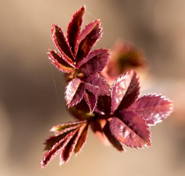 Kırmızı yapraklar doğada bir dalda .