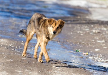 Doğadaki bir köpeğin portresi. .