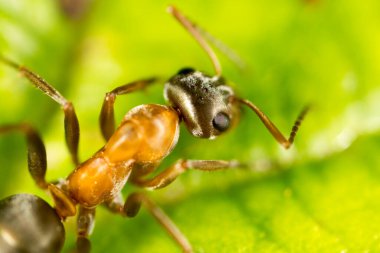 Yeşil yapraklı bir karınca. Makro. Doğadaki parkta.