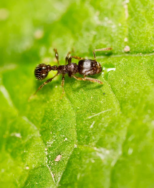 Ant Green Leaf Macro Park Nature — Stock Photo, Image