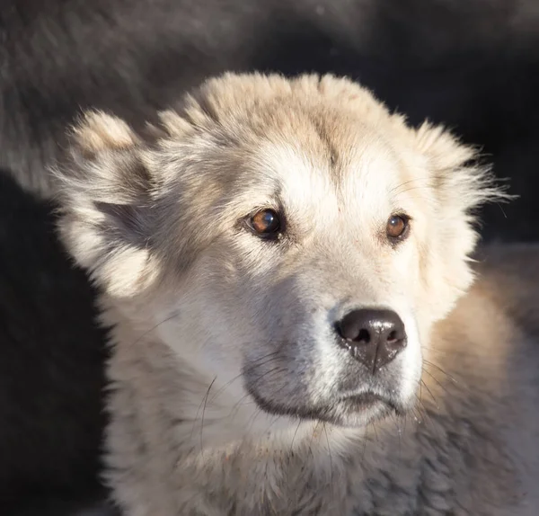 Portrait Dog Nature — Stock Photo, Image