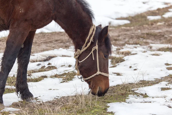 Cavallo Pascolo Inverno — Foto Stock