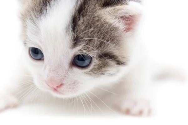 Mały Kotek Białym Tle Zdjęcia Studio — Zdjęcie stockowe