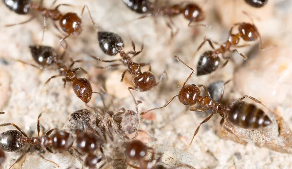 Doğadaki Küçük Karınca Makro Doğadaki Parkta — Stok fotoğraf