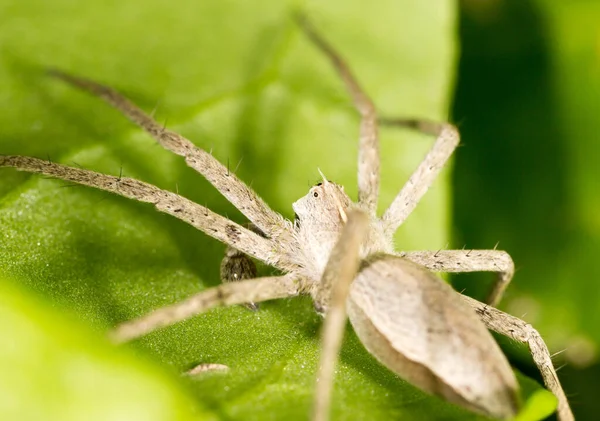 Gran Araña Hermosa Naturaleza Parque Naturaleza —  Fotos de Stock