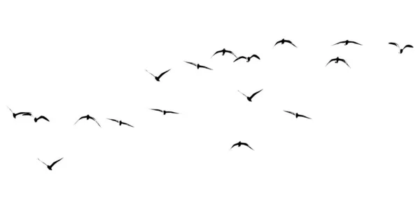 白い背景の鳥の群れのシルエット — ストック写真