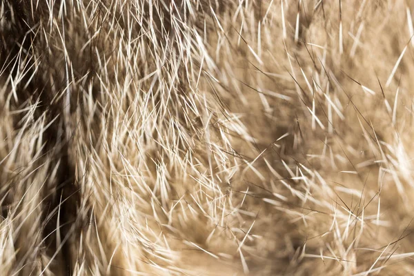 Hår Katt Som Bakgrund Makro Parken Naturen — Stockfoto