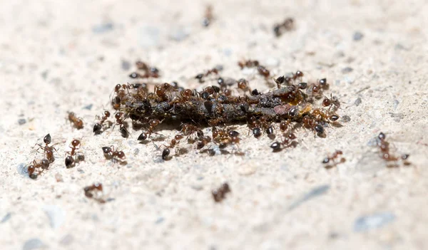 Kleine Ameisen Fressen Den Wurm Makro Park Der Natur — Stockfoto