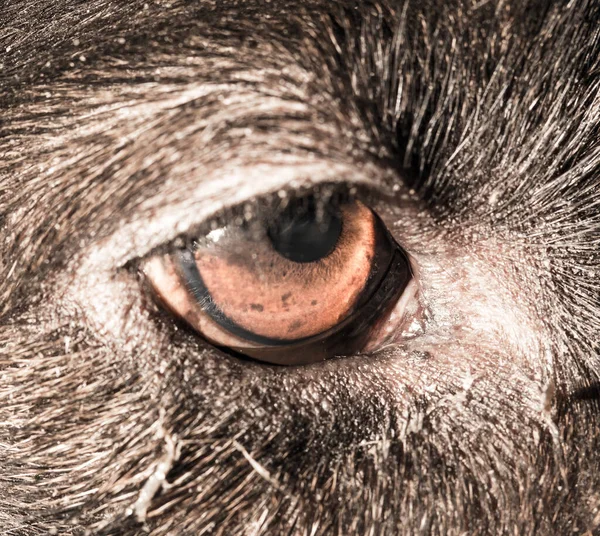 Brown Eyes Black Dogs Macro Park Nature — Stock Photo, Image