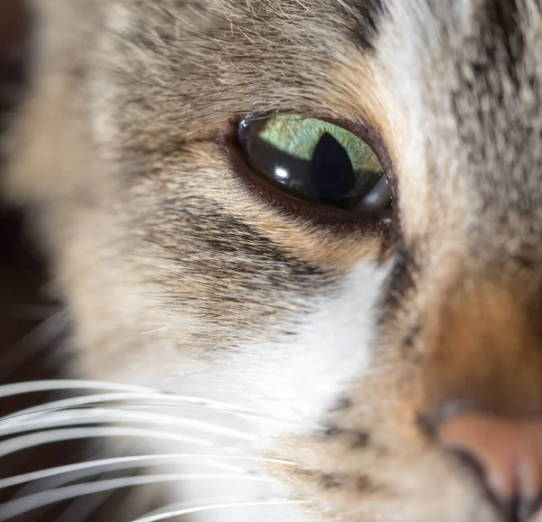 Cat Eyes Nature Macro Photos Studio — Stock Photo, Image