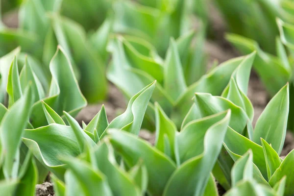 Grüne Blätter Einer Tulpe Der Natur — Stockfoto