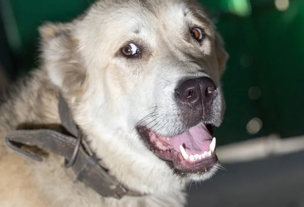 Large Dog Portrait Nature Park Nature — Stock Photo, Image