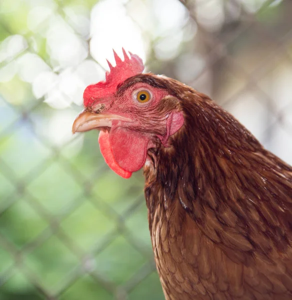 Pollo Vicino Alla Recinzione Della Fattoria — Foto Stock