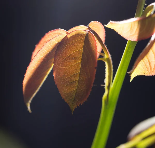 Piękny Liść Czarnym Powietrzu Parku Przyrodzie — Zdjęcie stockowe
