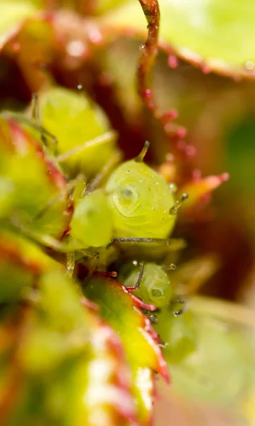 Extreme magnification - Green aphids on a plant .