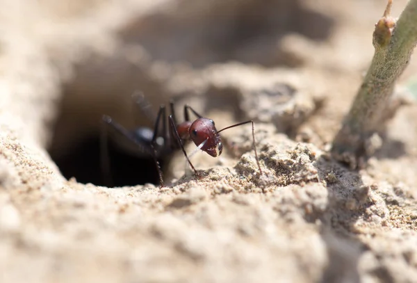 Mrówka Suchym Gruncie Makro Parku Przyrodzie — Zdjęcie stockowe