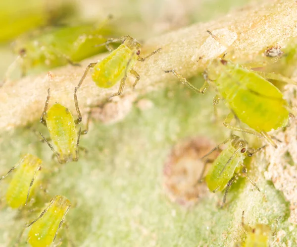 Extreme Vergrößerung Grüne Blattläuse Einer Pflanze — Stockfoto