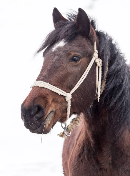 冬には自然の馬です 自然公園で — ストック写真