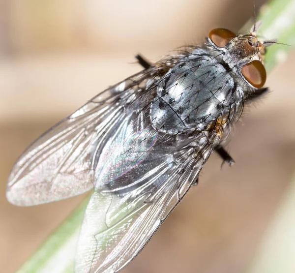 Vliegen Natuur Supermacro Het Park Natuur — Stockfoto