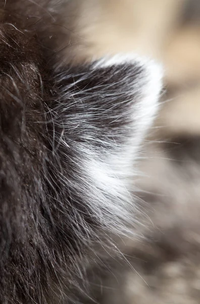 Öra Liten Kattunge Naturen Bilder Studion — Stockfoto