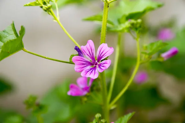 Beautiful Purple Flower Nature Park Nature — Stock Photo, Image