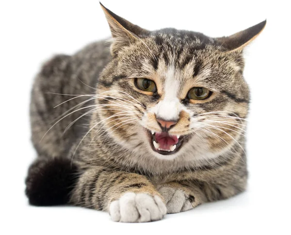 Vyděšené Kotě Leží Před Ním Izolované Bílém Pozadí Odvracející Pohled — Stock fotografie