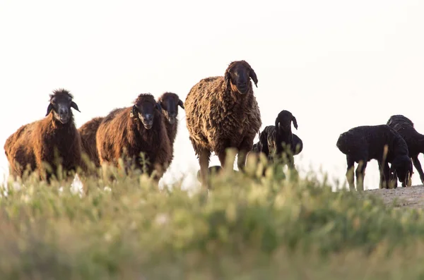 Ovce Při Západu Slunce Parku Přírodě — Stock fotografie