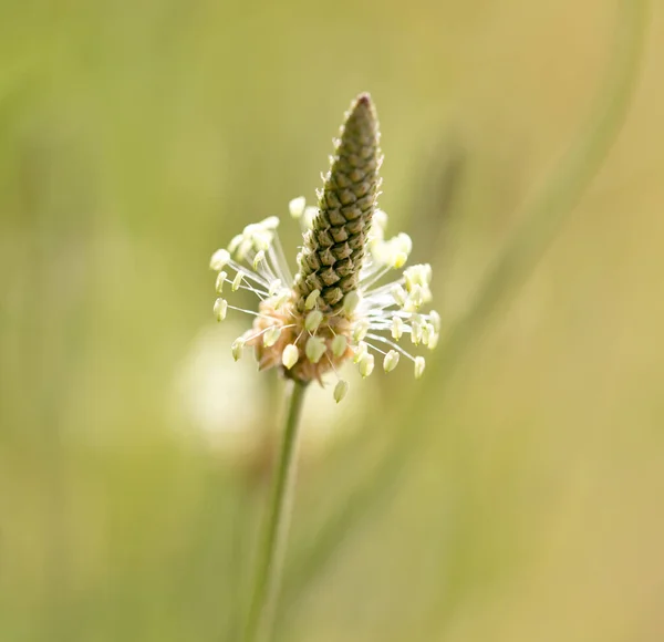 Blomma Gräs Naturen Makro Parken Naturen — Stockfoto