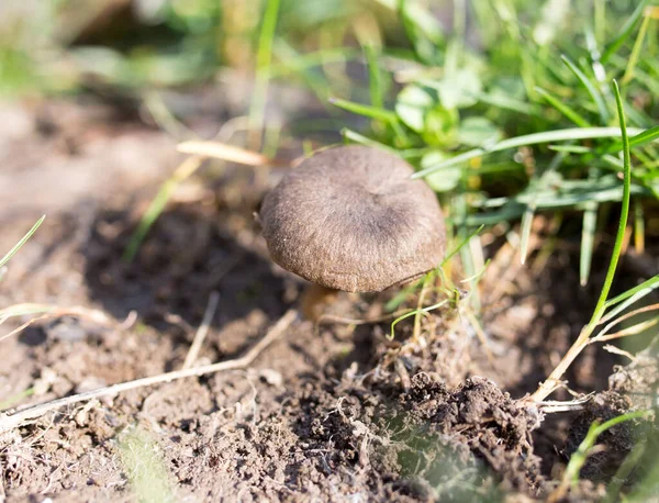 Mushroom Grass Nature — Stock Photo, Image
