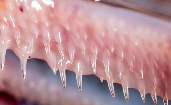 Zähne Hechtfische Super Makro Park Der Natur — Stockfoto