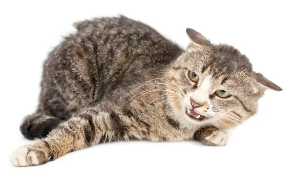 Cat Portrait White Background Photos Studio — Stock Photo, Image