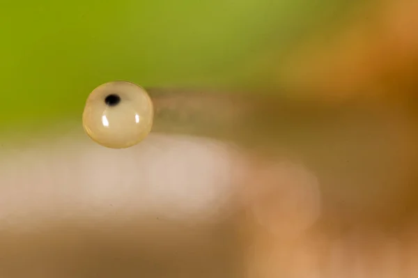 Lumaca Oculare Natura Super Macro Nel Parco Nella Natura — Foto Stock