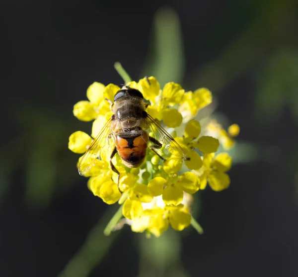 Abeja Flor Amarilla Naturaleza Macro — Foto de Stock