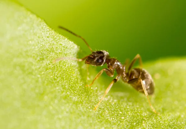 Yeşil Yapraklı Bir Karınca Makro Doğadaki Parkta — Stok fotoğraf