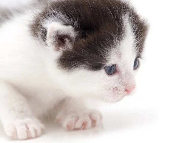 Liten Kattunge Vit Bakgrund Bilder Studion — Stockfoto