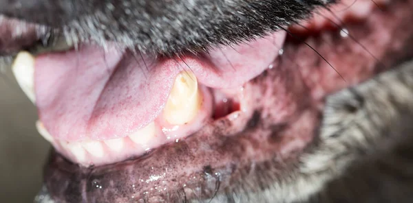 Velké Zuby Černého Psa Makro — Stock fotografie