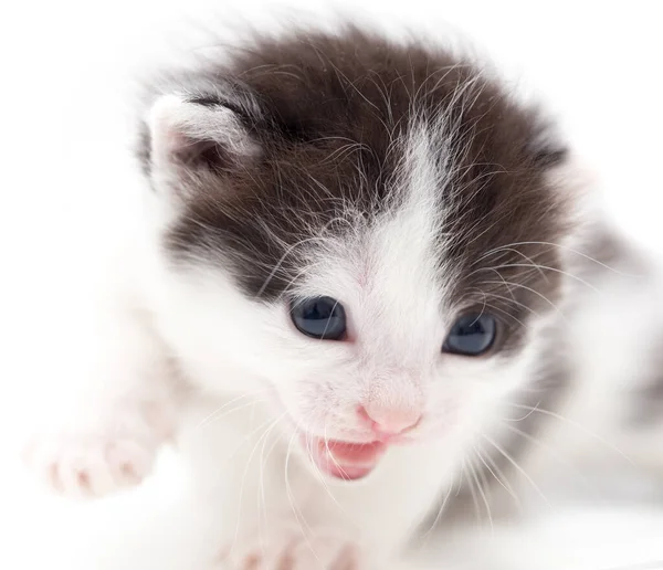 Koťátko Bílém Pozadí Fotky Studiu — Stock fotografie