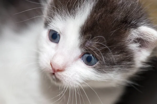 Porträtt Liten Kattunge Bilder Studion — Stockfoto