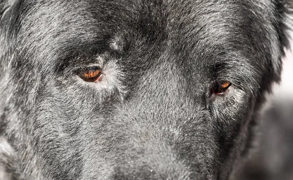 Portrait Black Dog Nature — Stock Photo, Image